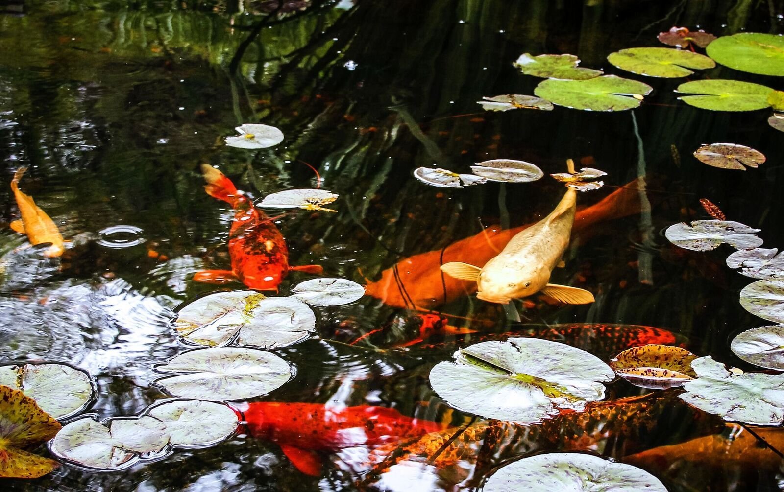 春天水产养殖肥水方法