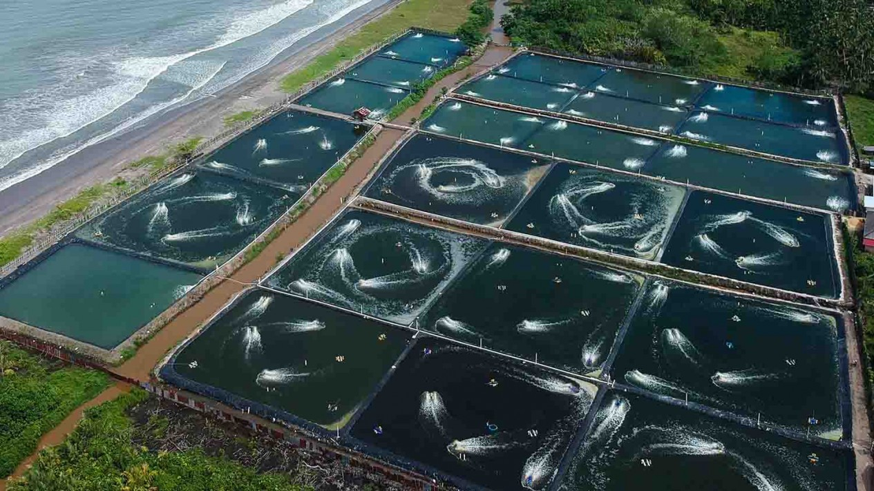 水产养殖澳州龙虾