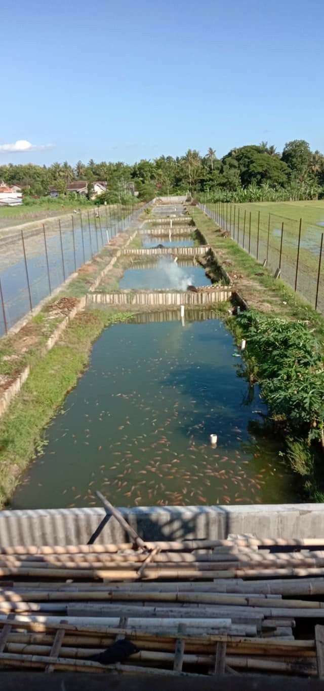 水产养殖鱼药使用方法