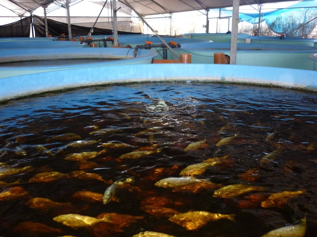 中际联盟水产养殖技术